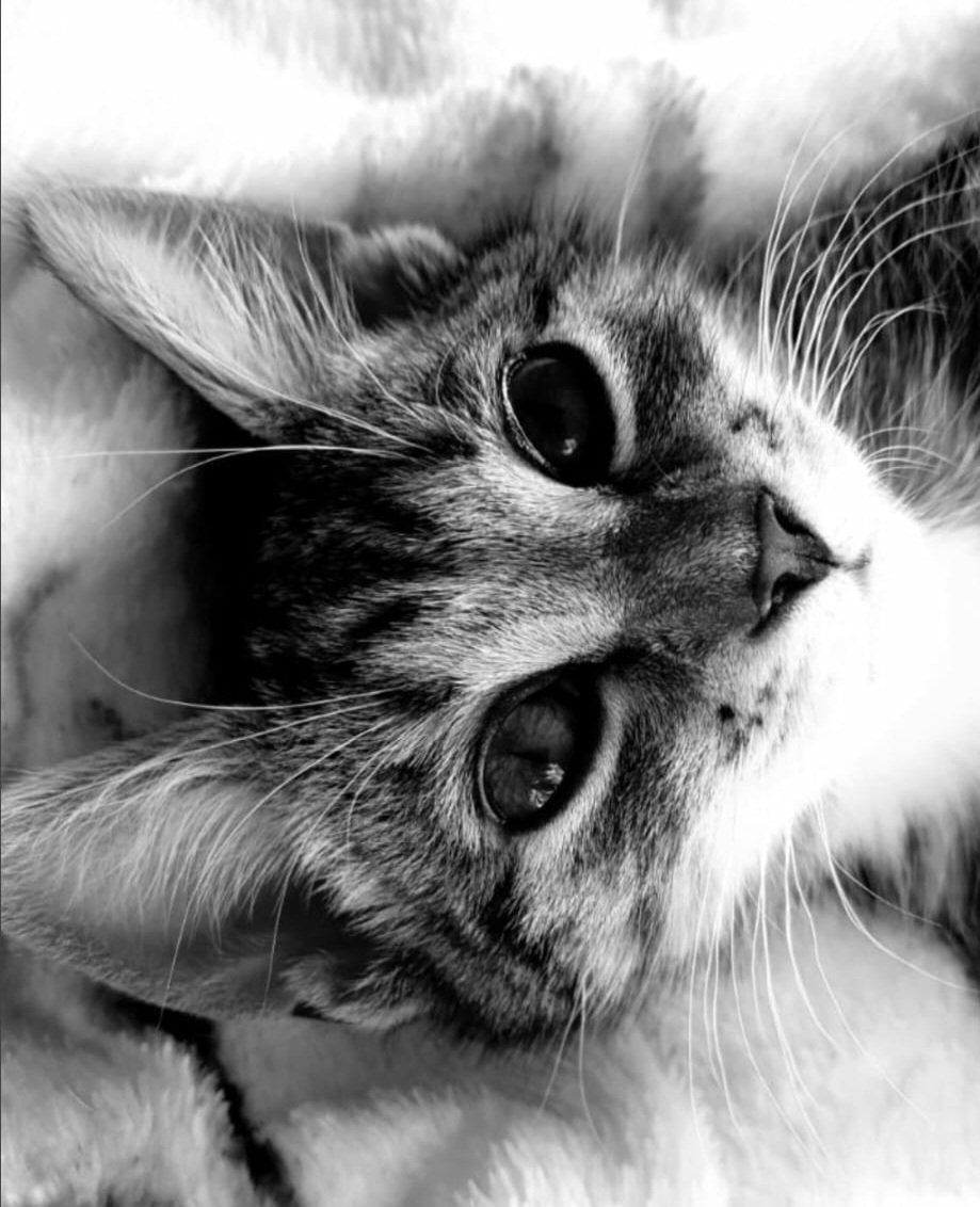 GeorgousGeorge's tweet photo. When i was a baby and fancied a job as a model ๐น๐น https://t.co/dxPPuVxzxp