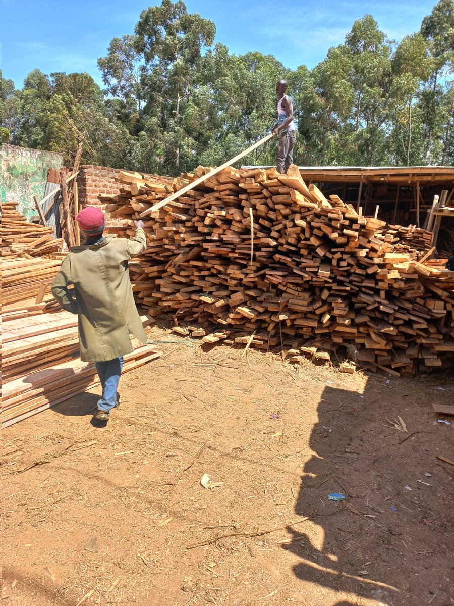 dnahinga's tweet image. Here again to buy timber.

Immediately after buying land, plant trees along the Perimeter and even on the parcel itself. 

You will use it as formwork, profile or roofing timber when ready to build.

You can also use it for making dog kennels or catteries.

#PracticeNotes
#Build