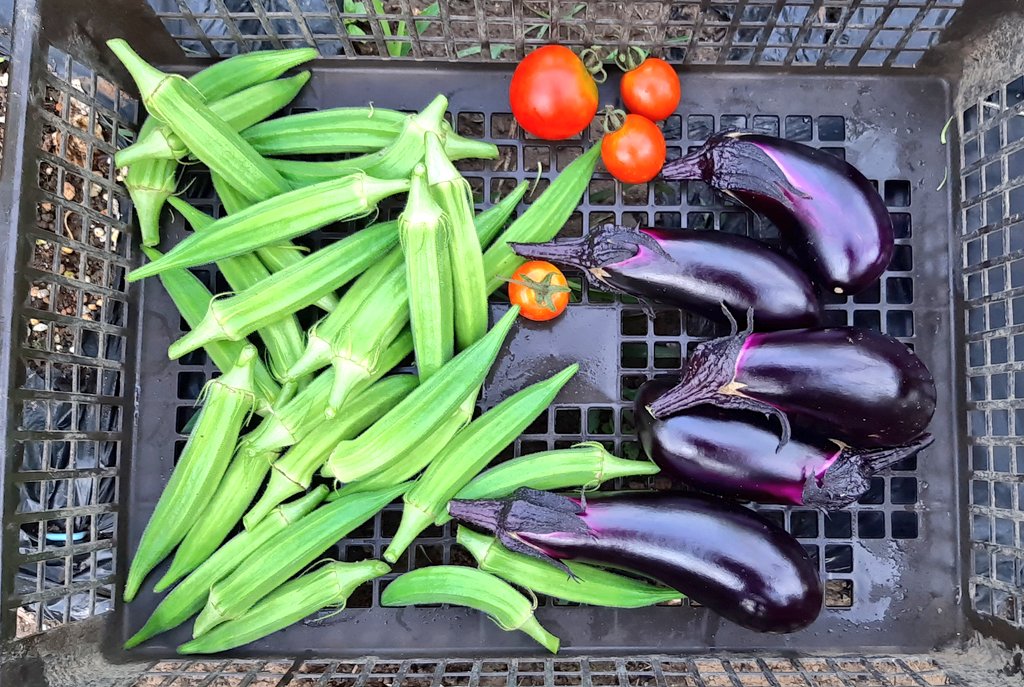 本日の収穫です😊
キュウリは終わりましたが👋
まだまだ夏野菜を楽しめそうです🌈🐾🐶