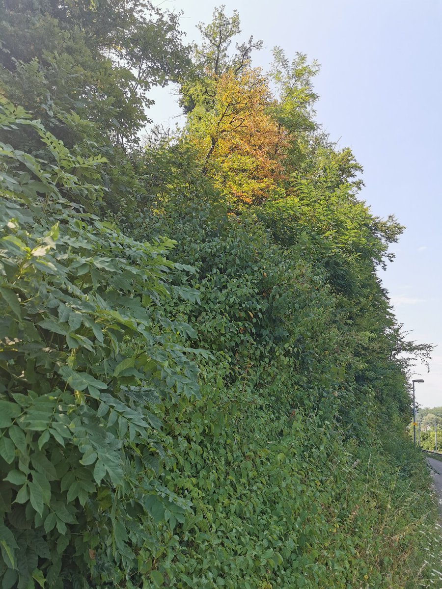 Was sagt der Aargau dazu?
Wir beobachten die Situation.
Feuerwerk abfeuern vorerst erlaubt.