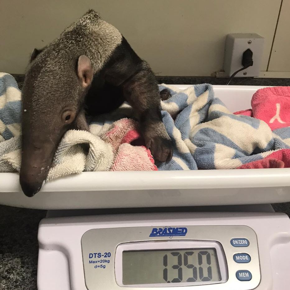 ScienceatCZ's tweet photo. Dumbo the anteater pup was saved by @IcasWild's rehab and release programme after he was orphaned in an urban region of Brazil in 2018.

His journey to adulthood was the first of many orphan anteaters saved by our partner in the field, a huge success!

👉 https://t.co/E6RFKhj5H7 https://t.co/nSu2CsfRrx
