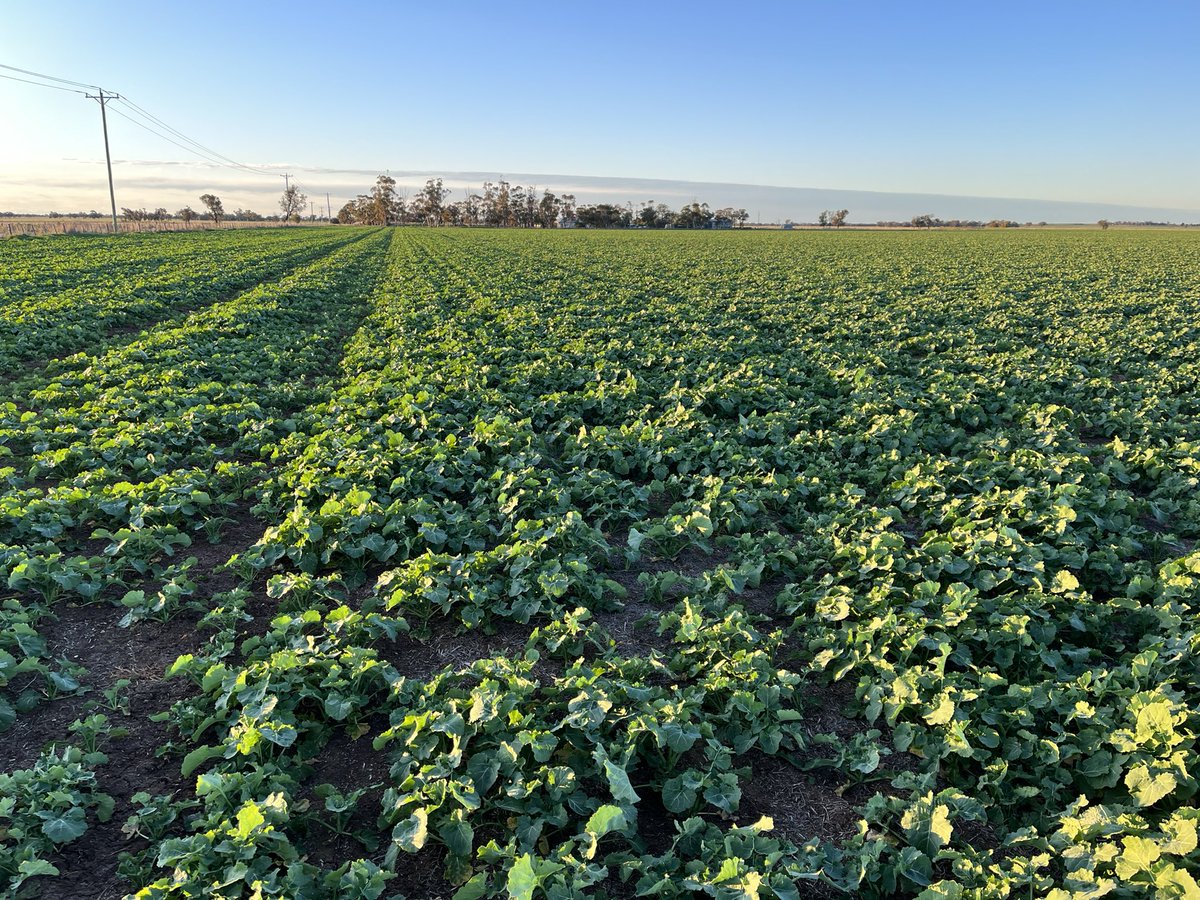 Peter Sexton tweet media