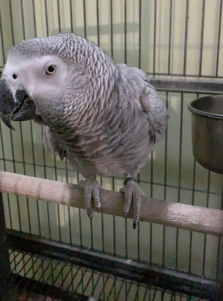 CapponeMaria's tweet image. Зов за помощ: Поли си отвори клетката за първи път и е някъде около Гроздовия пазар в Пловдив ( около Ул. Преслав и Ул. Пейо Яворов) Той е Жако, сив с червена опашка, гледаме го 16 години и молим, ако някой го е видял или намерил да ни се обади на тел: 0889501706 или на лични