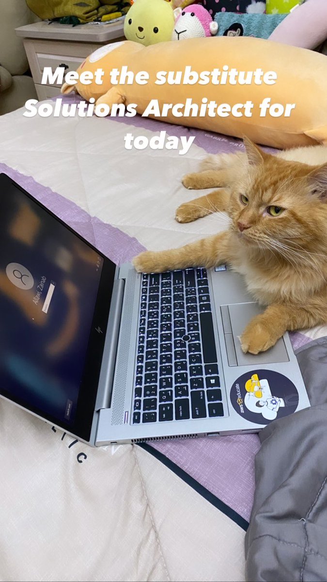 My boi Banderas using his one orange brain cell to do my job. #catsofamazon