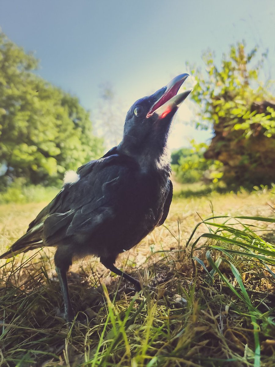 PhilippBego's tweet photo. Ich wurde vor 3 Wochen mitten auf der Straße gefunden. Ich wurde vermutlich von meinen Geschwistern aus dem Nest geschmissen, weil ich ein bisschen schwach war 🤕
#vogel #natureathome #natur #krähe #rabe  #crow #crowlife #fyp #hugin #rabenkrähe #wild #nature #süß #cute #tiere https://t.co/dGqiu0cVTj
