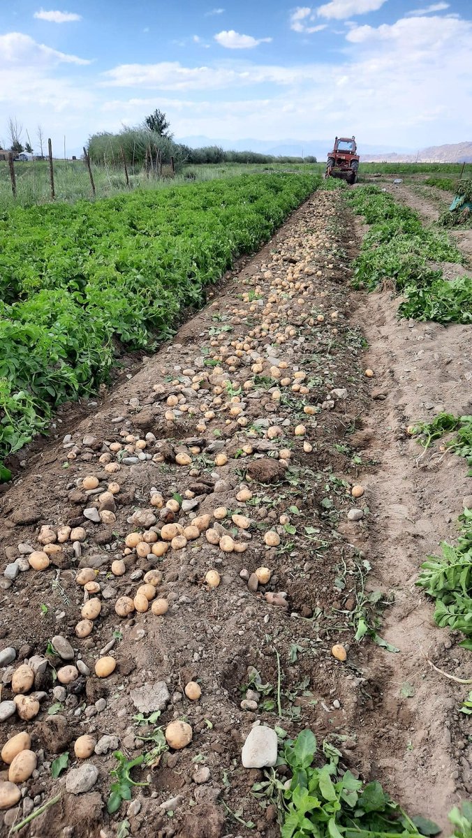 Шинэ ургацын янзын сайхан шар төмс өнөө орой хот руу орно. Шуудайндаа 35-40 орчим кг болно. 1кг нь 1200 төгрөг.  Шуудайгаар нь авбал хотын төв хавиар хүргэж болно. Рт фав хийгээд 1кг төмс аваарай.