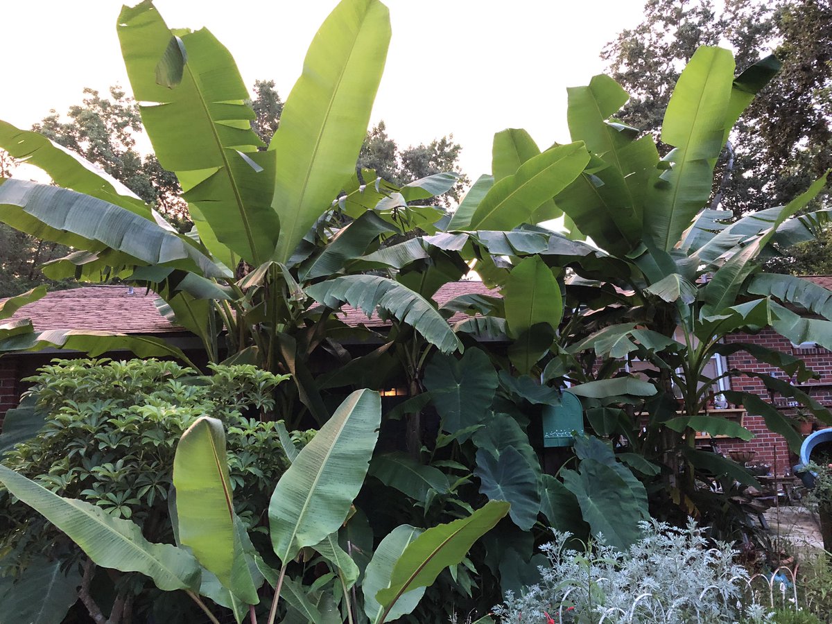 Our house is a ranch style house which if you look you can see my roof line, I will let you guess how tall my banana plants are after receiving daily tropical rains for two weeks 😆 🌱🌱

#TropicalVibe #Musa #banana #plants  #GardeningTwitter #Summer #Gardening