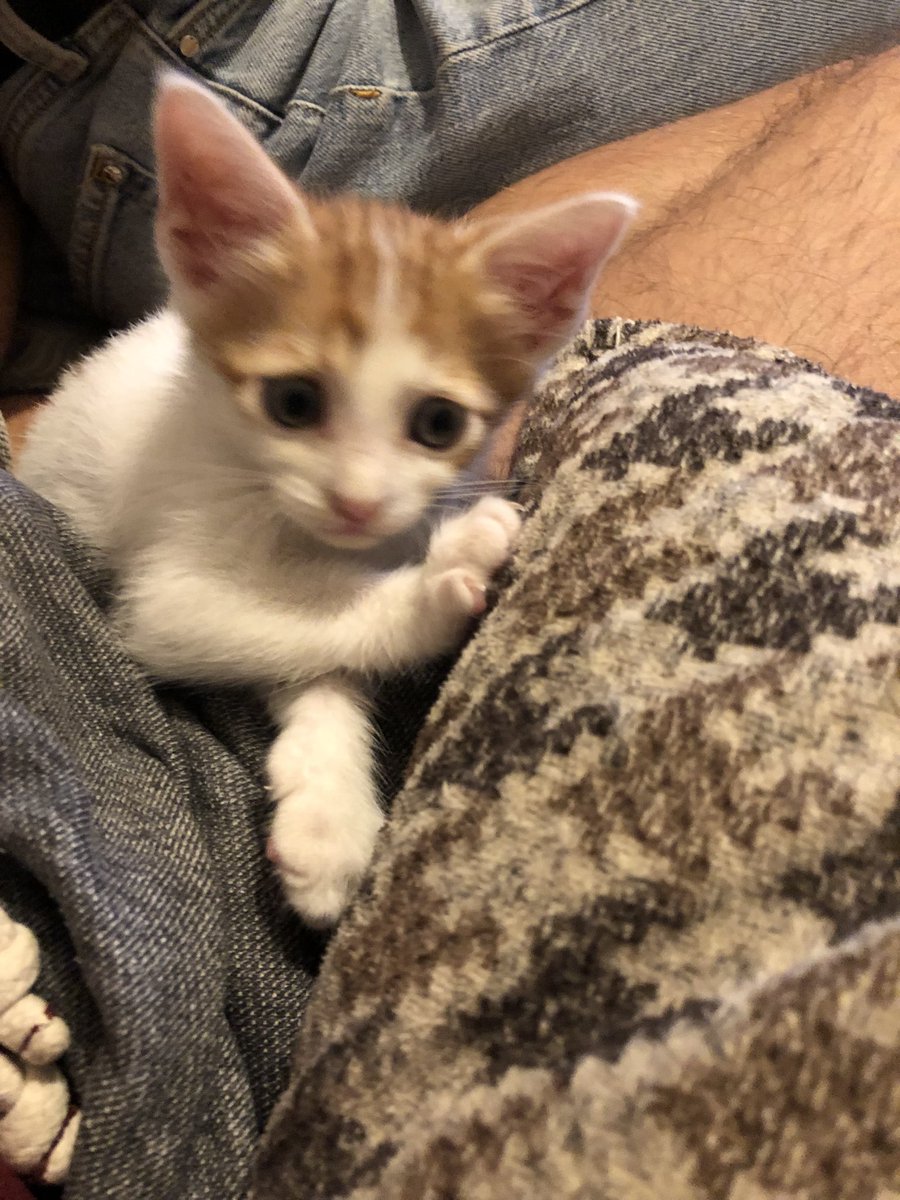 utkubirazsey's tweet photo. Son günleri maalesef, sokağa geri gitmek zorunda kalacak. Ufacık olduğu için kargalar bile alıp götürebilir. İstanbul/Kadıköy’de ikamet ediyor kendisi… https://t.co/5IS50N2dde