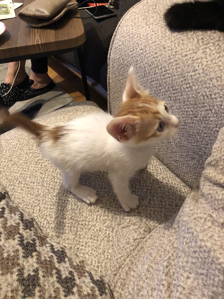 utkubirazsey's tweet photo. Son günleri maalesef, sokağa geri gitmek zorunda kalacak. Ufacık olduğu için kargalar bile alıp götürebilir. İstanbul/Kadıköy’de ikamet ediyor kendisi… https://t.co/5IS50N2dde