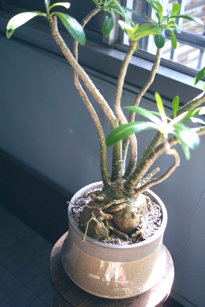 azito1187's tweet photo. 暑い夏に個性の光る贈りもの塊根植物
少しずつ取り扱い致しております〜
まだまだ紹介したいのも幾つか有り〼
ネットshopはこちらから👉 https://t.co/AvsFFrcXUq
#塊根植物 #観葉植物 #植物
#interior #interiorgreen #caudex https://t.co/WNl9XyEZja