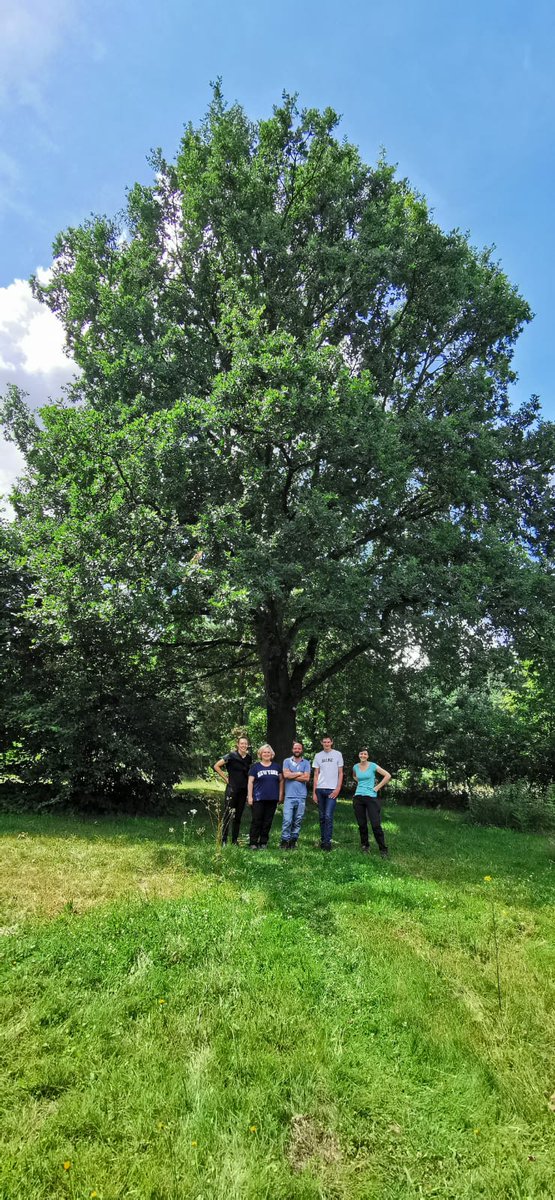 Karen_DePauw's tweet image. Past ten days I was in the field meeting magnificent &amp;amp; old creatures #CoolTree. European survey of large solitary trees with Karlien Moens and partners in Potsdam &amp;amp; Katowice! @FWOVlaanderen @ForNaLab
