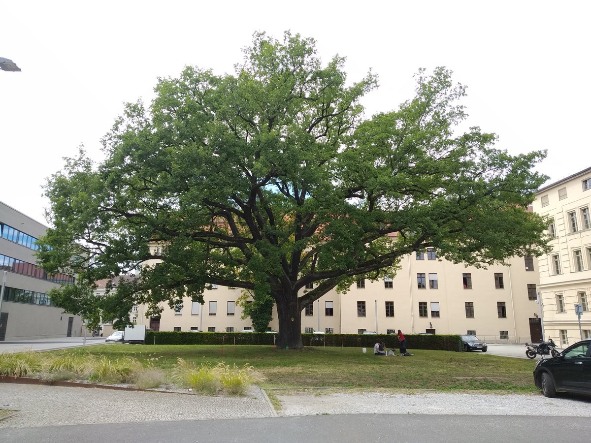 Karen_DePauw's tweet image. Past ten days I was in the field meeting magnificent &amp;amp; old creatures #CoolTree. European survey of large solitary trees with Karlien Moens and partners in Potsdam &amp;amp; Katowice! @FWOVlaanderen @ForNaLab
