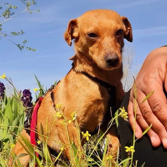 NuevaVidaAdop's tweet image. #Madrid 
#Perdida en la EMT  de #Sanchinarro,distrito #Hortaleza
Lleva arnés JULIUS y la correa FLEXI colgando
NO intentar coger
Si la ves indica ubicación y hora en 📲618 158 674
#sebusca #perroperdidomadrid #perroperdido #ayuda