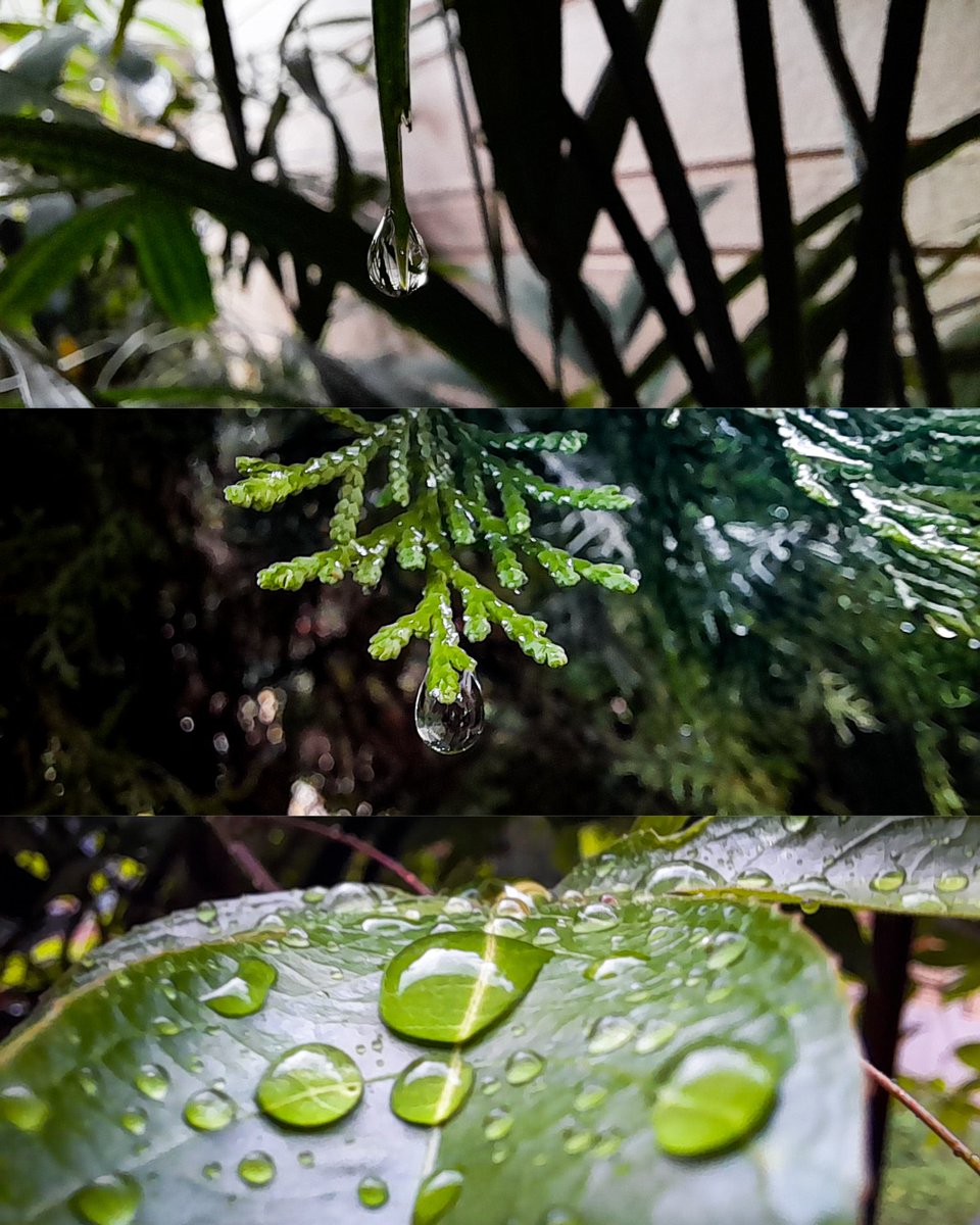 PixelsExplorer's tweet photo. Mobile Macro Photography of Rain Drops 💚🤍🖤
@Pindle_India 
#macrophotography #kolkata #raindrops #ShareWithPindle #pindleindia #pindlegems #pindle #pixels_explore
Pindle post link:
https://t.co/tJRUiVVSmz https://t.co/SkatwrwGUC