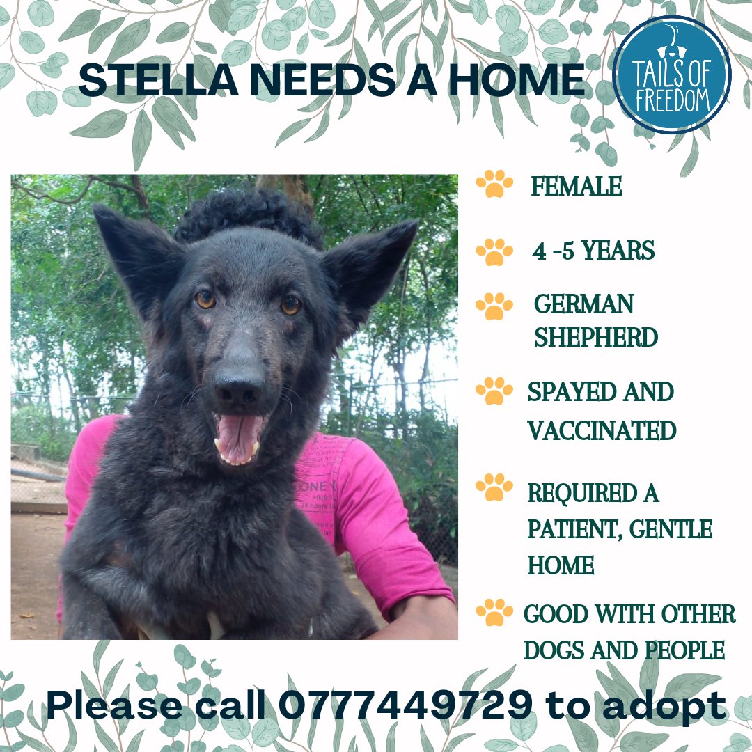 🏡 ADOPTION ALERT
Friendly dog, looking for a home that can spoil her endlessly! Stella seems to have been caged her entire life &amp; will be a little timid at the start. Her new owner needs to be able to work w/ that &amp; gradually expose her to fun activities like, runs at the beach!