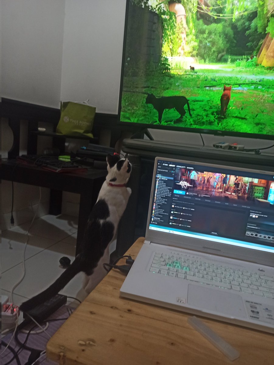 ishiharamamoru's tweet photo. @CatsWatchStray https://t.co/EJIDVpm4Rd