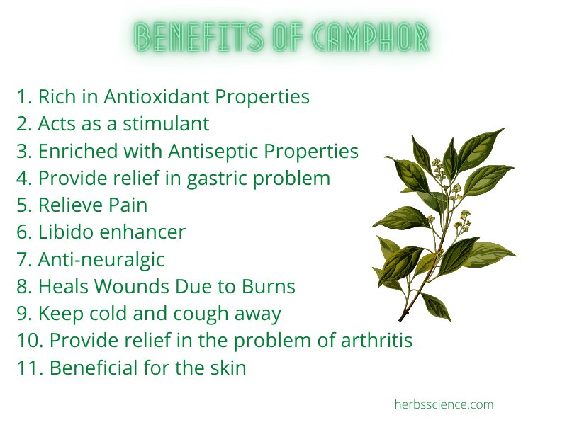 HerbsScience's tweet photo. https://t.co/J1UtpC8Gut
Benefits and Disadvantages of Camphor
#herbsscience #BenefitsAndDisadvantagesOfCamphor
#BenefitsOfCamphor #BeneficialForTheSkin #SeriousSideEffects https://t.co/XqavumZv31