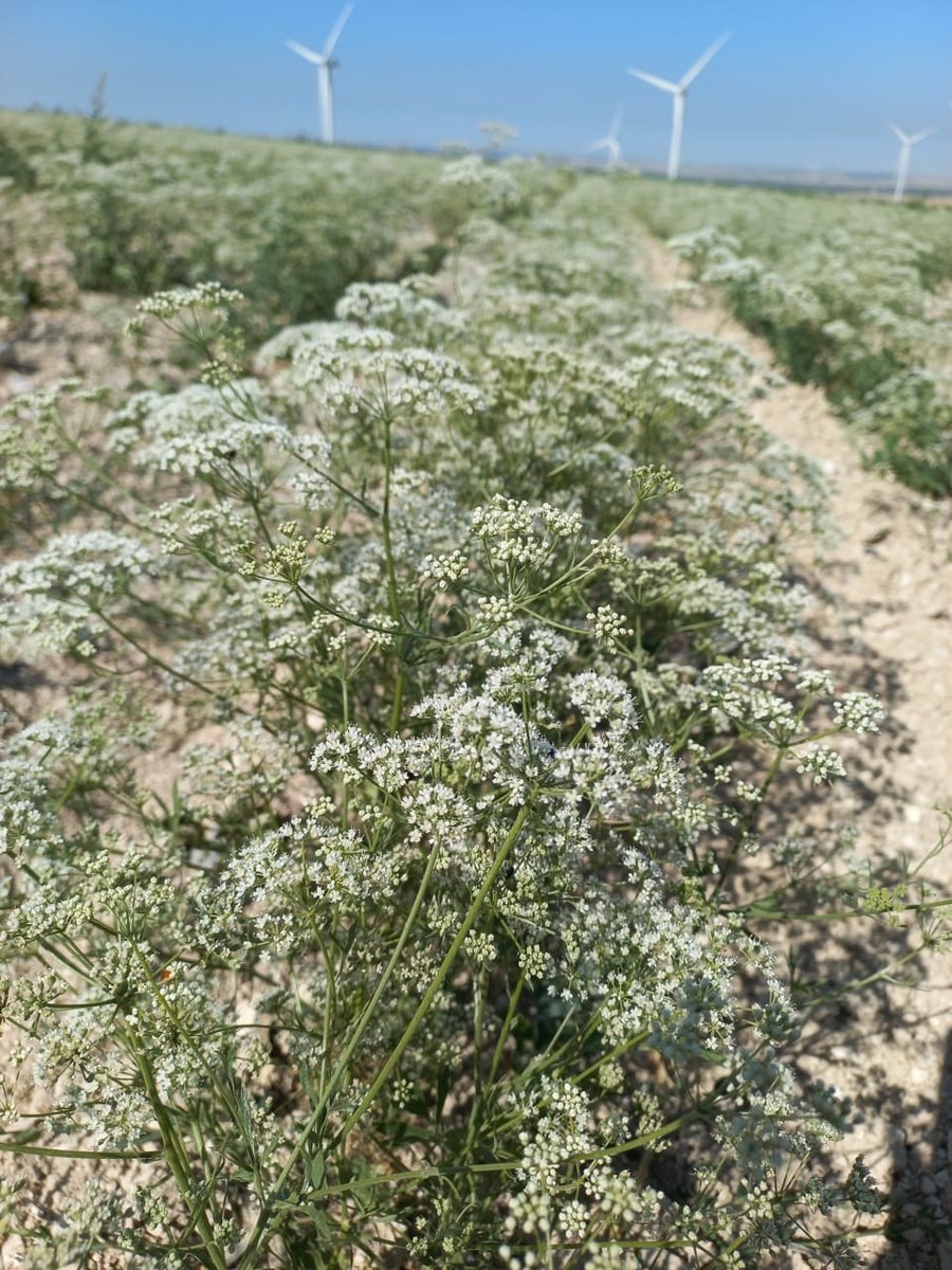 SdBourgogne's tweet photo. Question du jour ; savez-vous quelle est cette plante qui sera récoltée fin août pour entrer dans la fabrication d'une spécialité sucrée de Bourgogne ? 🤔🤔🤔 https://t.co/A84OmTSbjh