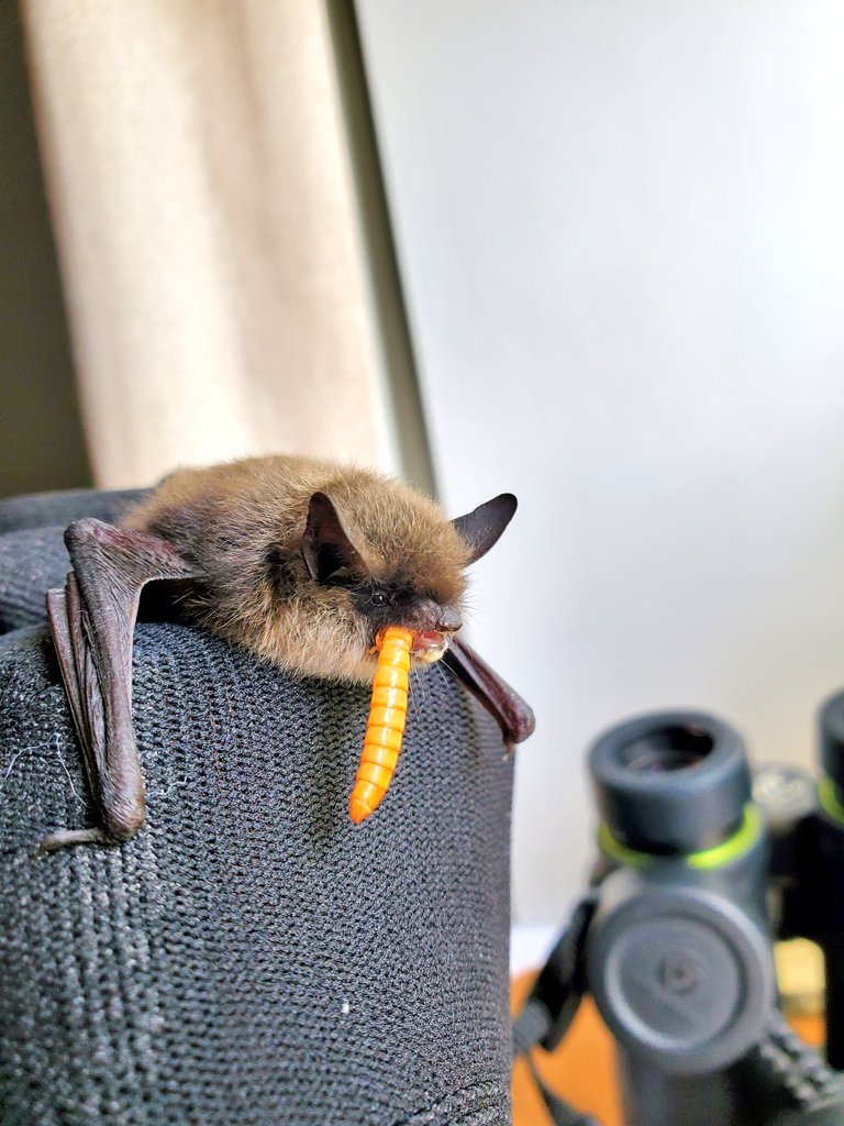 NOM!! Bat reminds you to take a break, have a drink of water and a snack 🦇 #BatCare