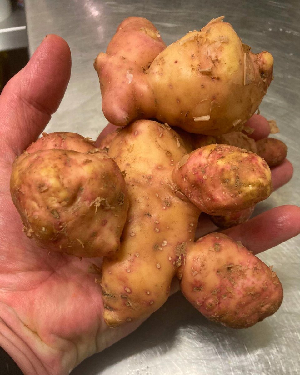 Pink fir apple spuds growing like crazy in this weather! Here with a herb emulsion and smoky tomato crumb 🤤

#irishpotatoes #corkfood