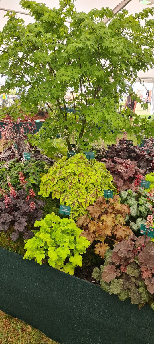 plantagogo's tweet photo. Yeah! It's a Gold for us at Rhs Tatton Flower show π stand #FM58
No better sight after such a hot build up!
More pics later π₯°
Have a lovely day and enjoy the fresh air #perfect temperature for a shown
#RHS
#RHSTatton
#Rhsmastergrower 2021
#Heuchera
#Heucherella
#Tiarella https://t.co/fxqYtu4W8L
