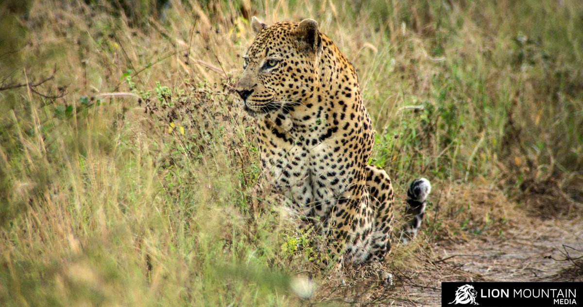 LionMountain_TV's tweet photo. Masters of camouflage a Leopard can blend perfectly into its surroundings.
#leopard #Pantherapardus #leopardsofinstagram #leopardcat #leopardsofinstagram #leopardpattern #bigcats #africancats #cats #bigcatsofinstagram #bigcatsforever #bigcatsinitiative #bigcatswildlife https://t.co/E5ZWWqNk70
