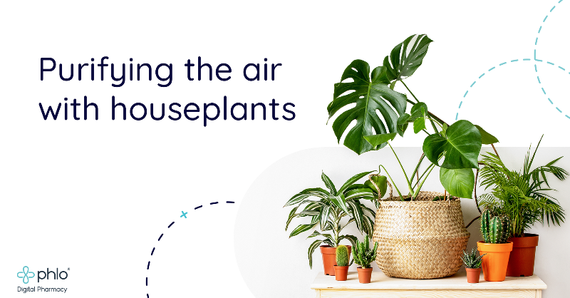 WeArePhlo's tweet photo. Did you know houseplants can provide more than just good looks? Their secret superpower is cleaning the air around them. Which is good news if you suffer from allergies or respiratory challenges 🌱
#HousePlants #AsthmaTips #AllergyHelp