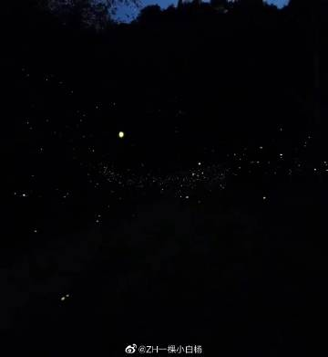 BonAlligi's tweet photo. 一一说萤火虫是地上的星星 https://t.co/RR7YbdZpxe