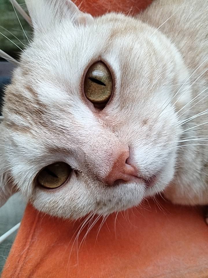 今日のむぎです。
「あついにゃ〜」って言ってるみたいw
冷房つけといてあげるからね〜