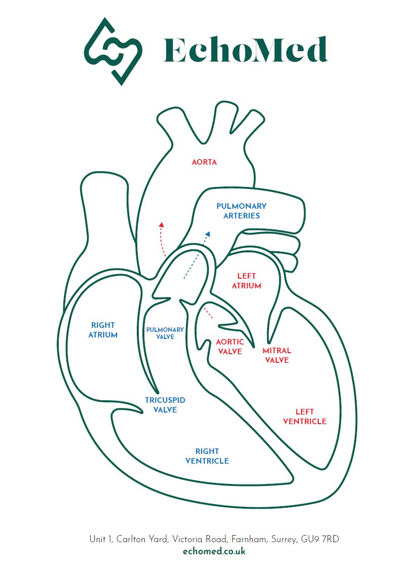 We use this annotated diagram of the heart to explain scan results to our patients. #echofirst <a href="/echotalk/">EchoTalk Echocardiography</a> <a href="/echocardiac/">Echocardiography</a> <a href="/TheBHF/">British Heart Foundation</a> <a href="/BSEcho/">BSEcho</a>