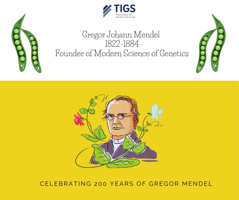 #Mendel200 
TIGS celebrates the 200th birth anniversary of #GregorMendel. Mendel started the work in #peas, through which he discovered the laws of heredity, and later paved the way for all the progress in #Genetics.