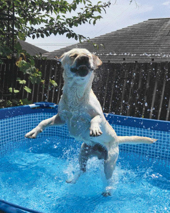【犬めくり2022 おかわり】 フィーゴ（2022年07月09/10日掲載） 今日は暑かったね 水に飛び込みたい気分
