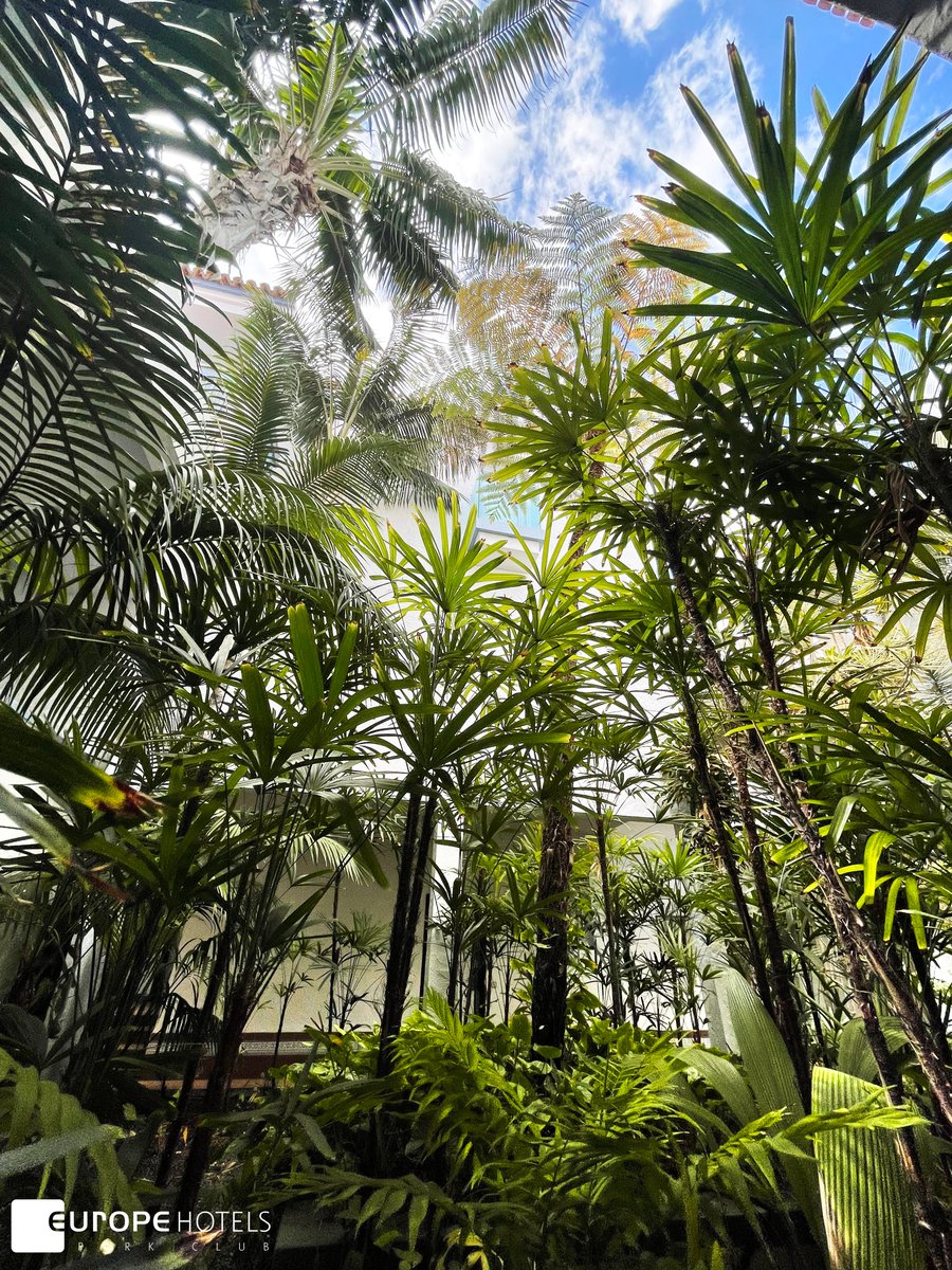 ParkClubEurope's tweet photo. 💚Today, we want to thank our gardeners’ job because our plants are so beautiful because of them😍

💚Hoy queremos agradecer el trabajo de nuestros jardineros porque nuestras plantas son tan hermosas gracias a ellos😍

#europehotels #hotelparkclub #arona #playadelasamericas https://t.co/yDin88VFov
