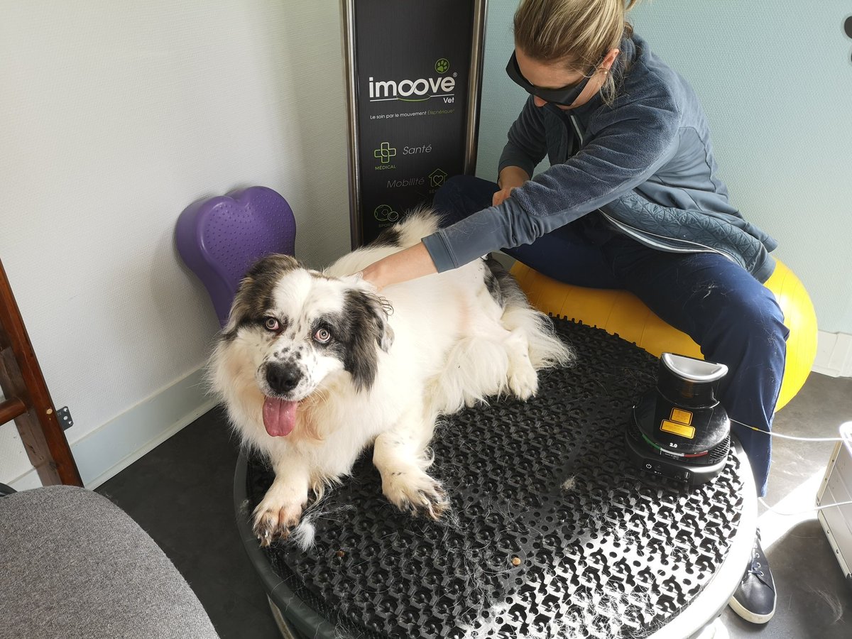 marley_help's tweet photo. This is little pack mate Mac he has an idea what it will be like for me. He has double hip dysplasia too. His operation was OK not as complicated or as expensive as mine. And he can only have 1 done as he has no other options due to being a dwarf 😢 so has many other problems too https://t.co/wexYfUzZj4
