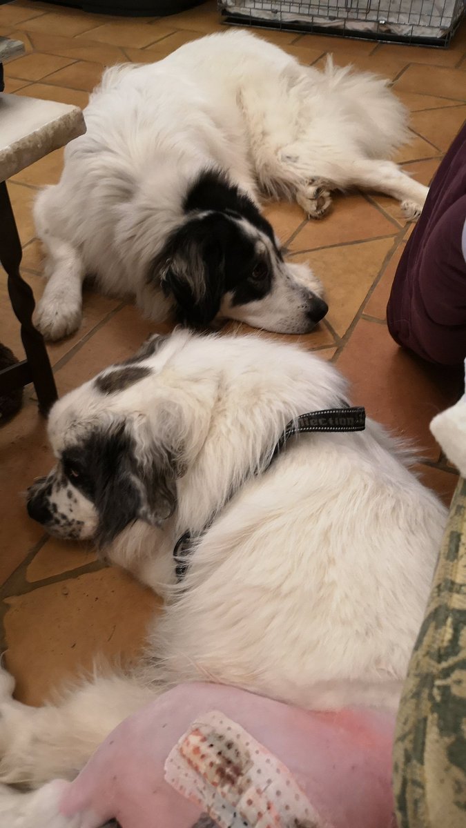 marley_help's tweet photo. This is little pack mate Mac he has an idea what it will be like for me. He has double hip dysplasia too. His operation was OK not as complicated or as expensive as mine. And he can only have 1 done as he has no other options due to being a dwarf 😢 so has many other problems too https://t.co/wexYfUzZj4