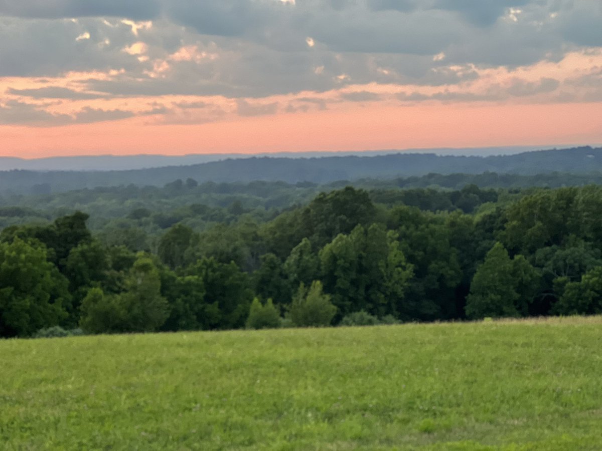 damarishill's tweet image. #WildSeeds #Sunsets