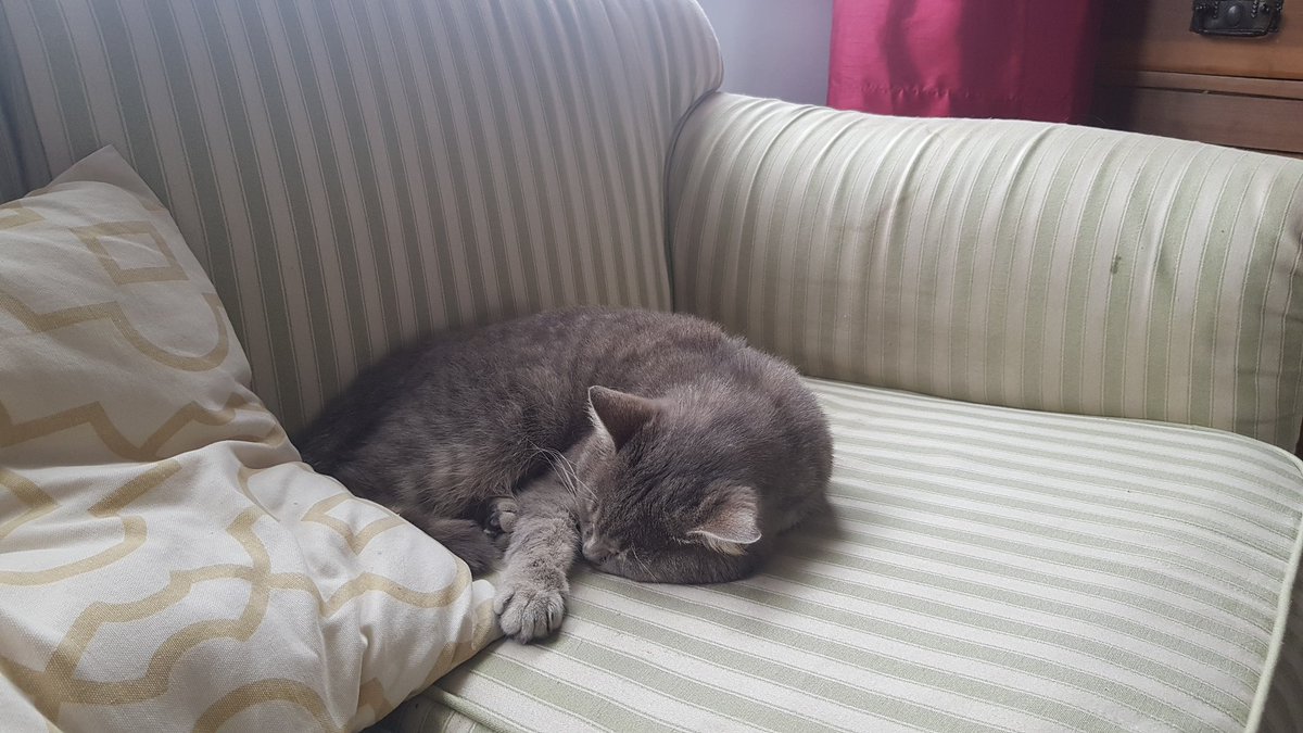 WilkinsonBytes's tweet photo. #WednesdayWellbeing Happiness is ...#contentedcat Cassia #handsomehusband Kosovo @MyMoroccanFolly back from his homeland, a taste of my #Moroccanlife #cloudsandcool after #heatwave2022 What fills yr #joyjar? @NWalesSocial https://t.co/cS3BpC7lVS