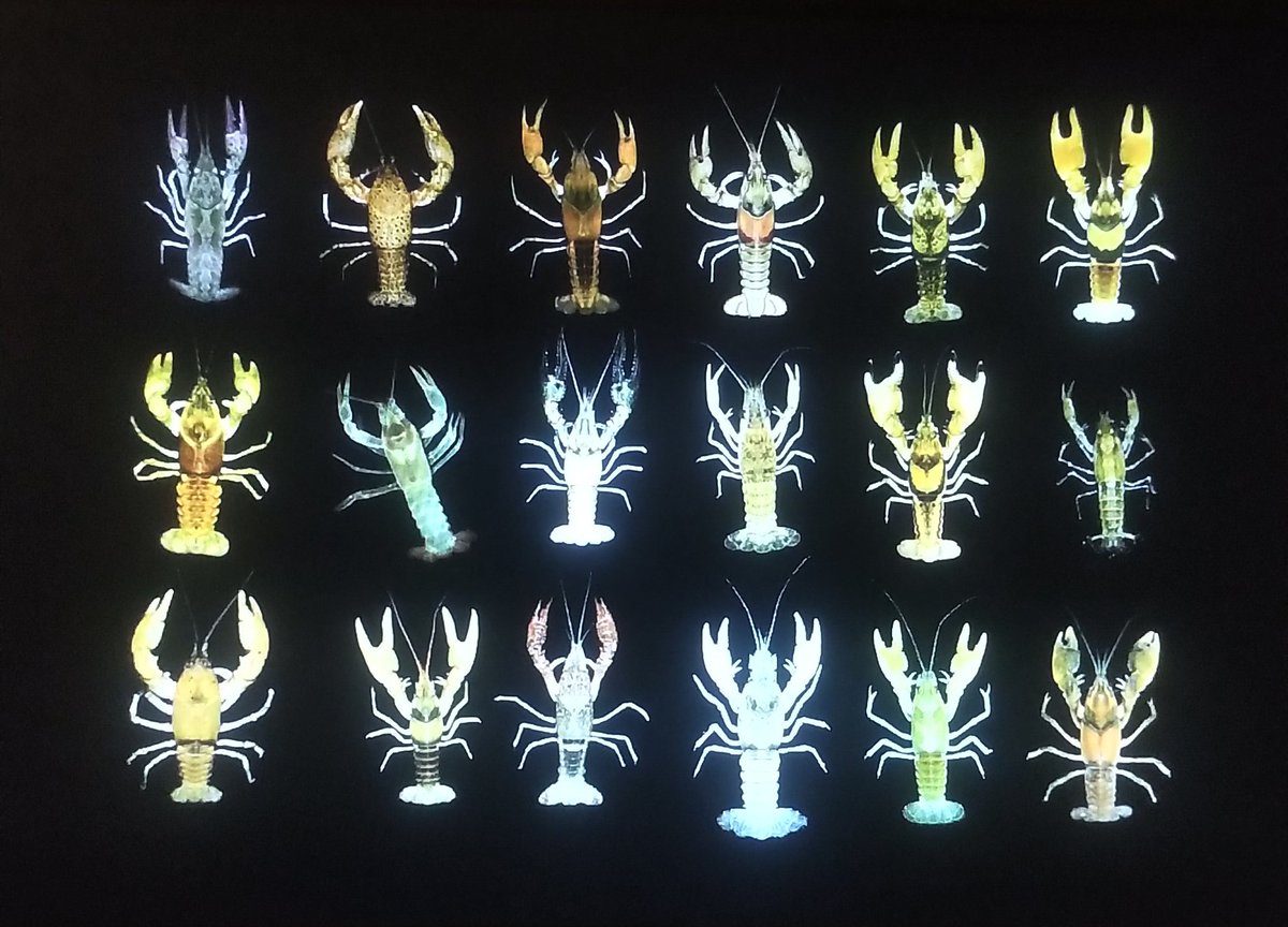 Kitil Farm tweet media