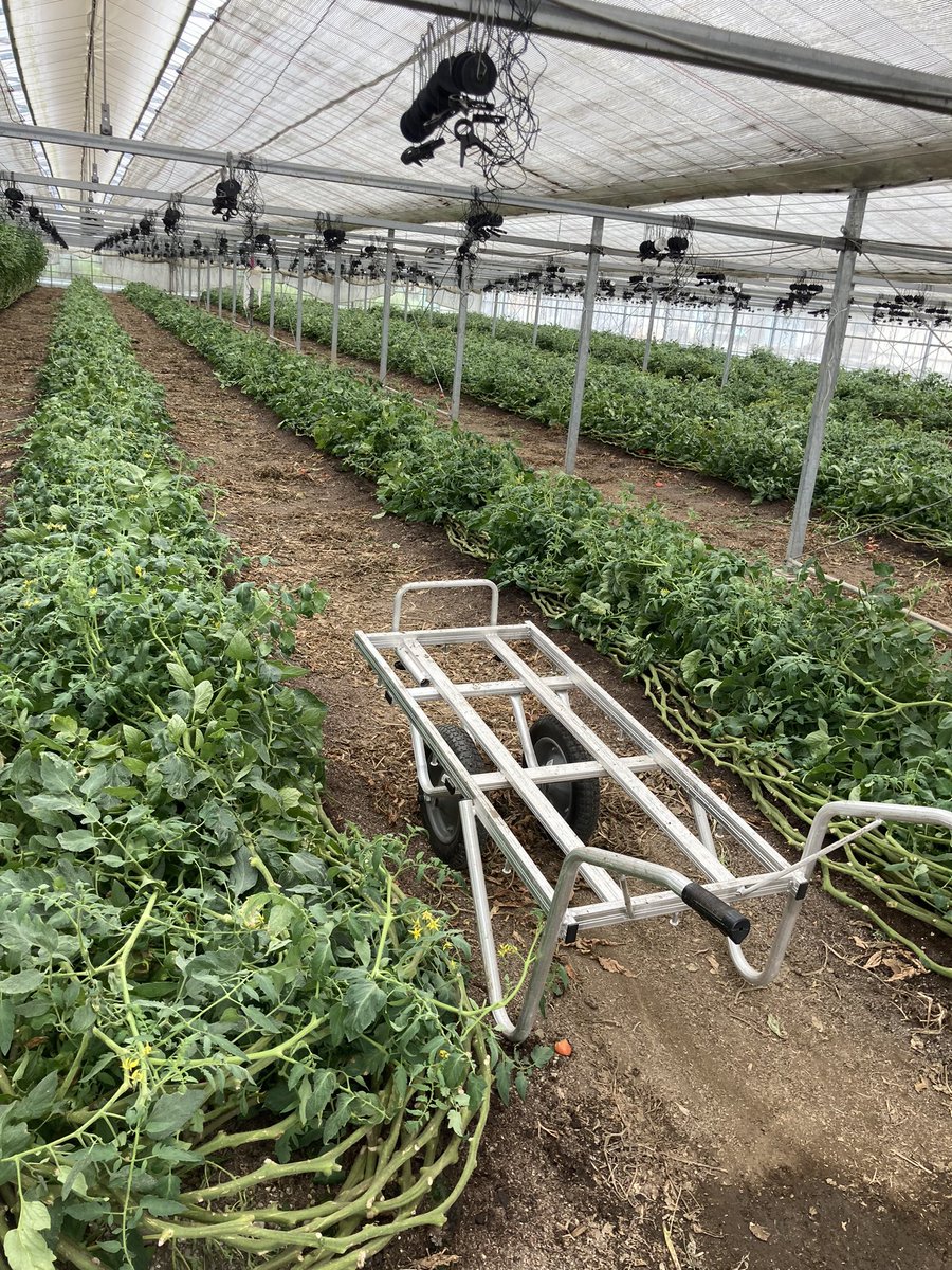 大きく育ってくれたトマト🍅
なんと8m以上にもなるんです✨

沢山の美味しいトマトを実ってくれてありがとう✨

#おひさまトマト　#百笑　#循環農法　
#トマト　#有機野菜
