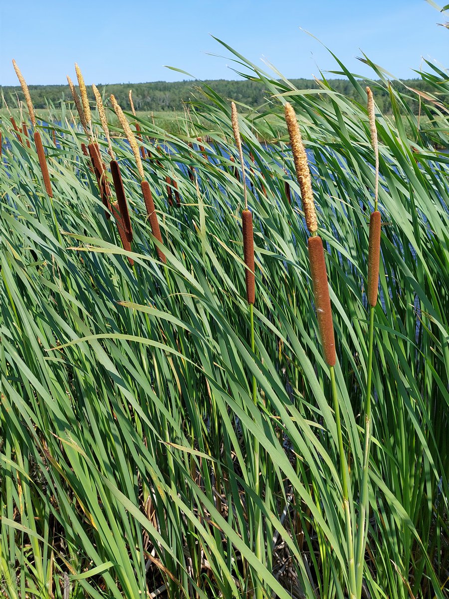 wendywetlander's tweet photo. โ ๏ธโ ๏ธโ ๏ธAny advice on how to take soil core from cattail in a freshwater wetland? I was trying many cores but, those rhizomes are a nightmare! #help #cattail #wetlands #gradlife #phdlife #research #porfaayudame #ayuda #advice #soilcore #nosequehacer #soil #coring https://t.co/uWYQahxP9J
