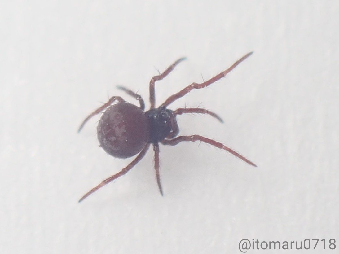 クモちゃん (@JunichiKumo) / Posts / X