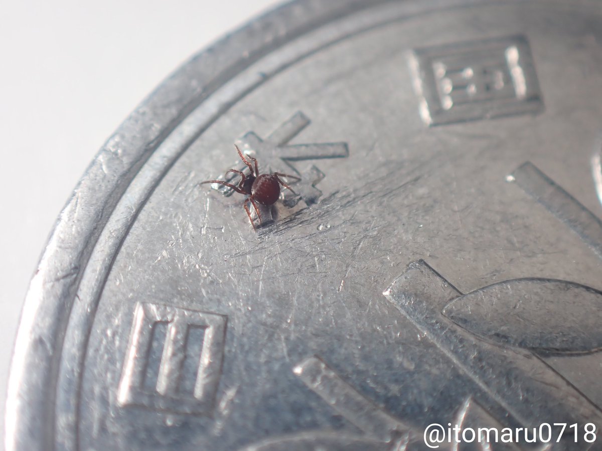 クモちゃん‼️ クモちゃん (@JunichiKumo) / Posts / X