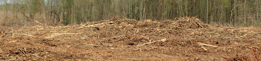 ICC_EPI's tweet image. When we carry out #Deforestation, we throwaway our soil, food, water, fresh air and shelter. #Deforestation is one of the major causes of climate breakdown and it very unhealthy to our health and lives. Continues planting of trees will help solve the harm caused by #Deforestation