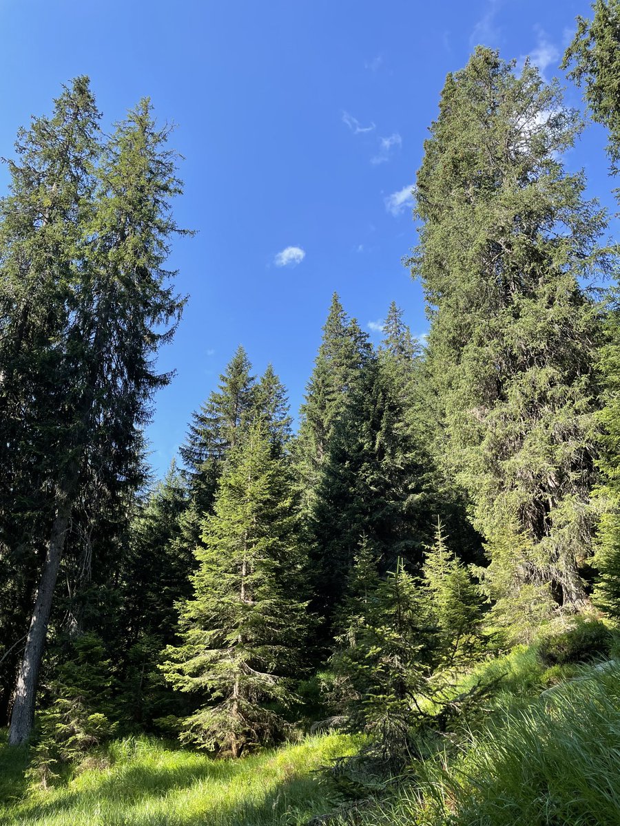 ICC_EPI's tweet image. When we carry out #Deforestation, we throwaway our soil, food, water, fresh air and shelter. #Deforestation is one of the major causes of climate breakdown and it very unhealthy to our health and lives. Continues planting of trees will help solve the harm caused by #Deforestation