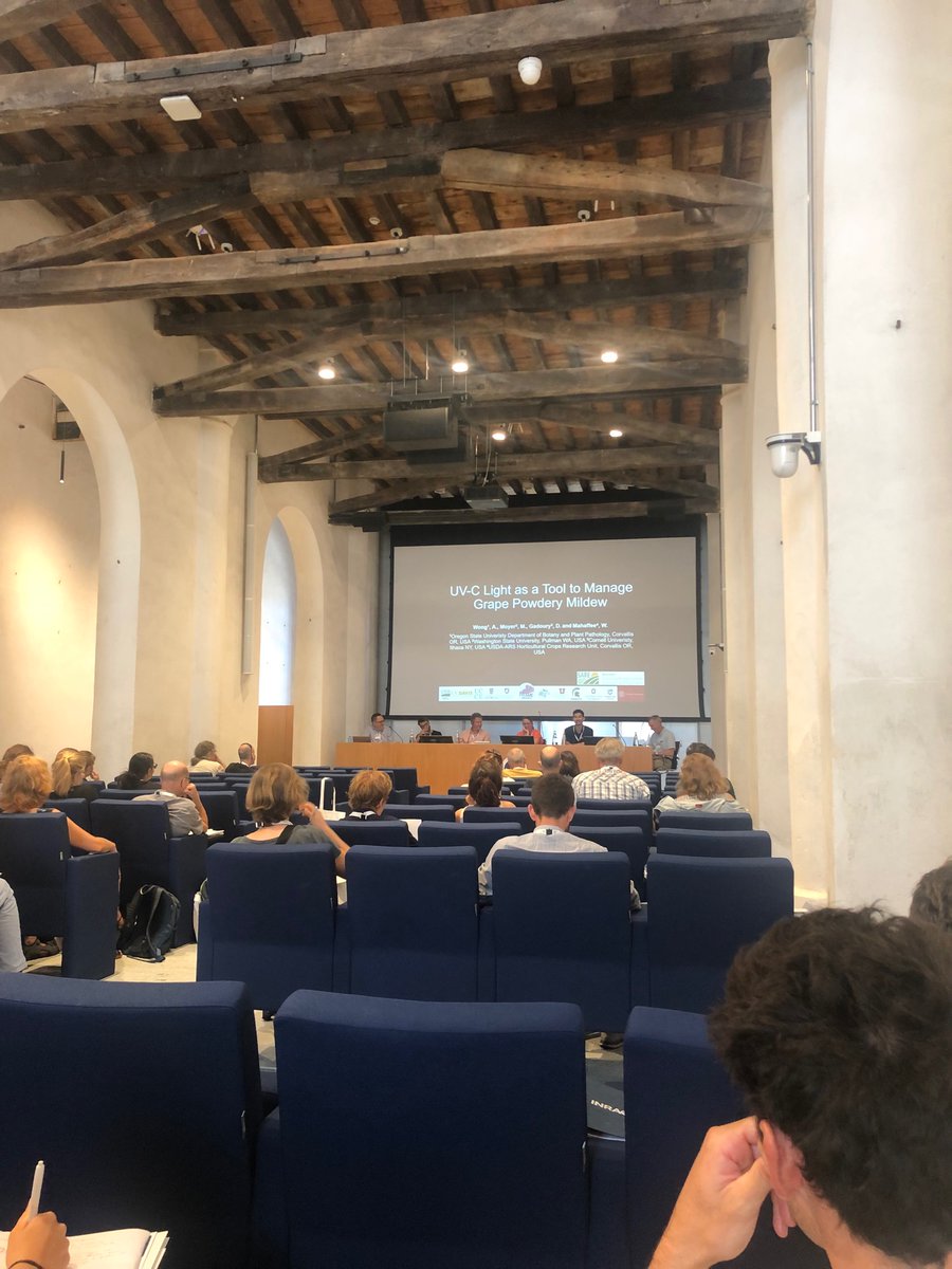 Sarah Lowder, PhD (@iamslowder) on Twitter photo Day 1 of the Grape Downy and Powdery Mildew workshop starting off great in Cremona, Italy! <a href="/AlexWongScience/">Alexander Wong</a> is talking about UV-C light as a control for PM.
#GDPM #phytopathology Day 1 of the Grape Downy and Powdery Mildew workshop starting off great in Cremona, Italy! <a href="/AlexWongScience/">Alexander Wong</a> is talking about UV-C light as a control for PM.
#GDPM #phytopathology