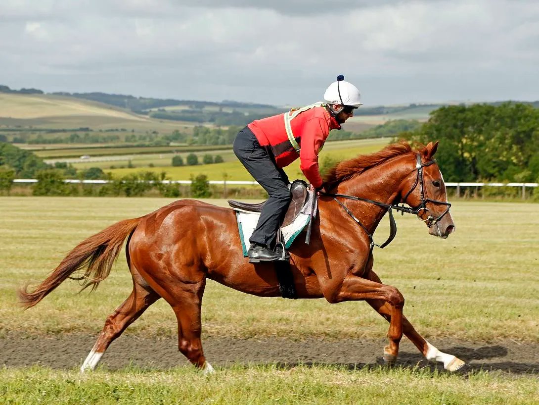 HambletonRacing's tweet photo. We look forward to having this lovely boy ⭐️Manitou⭐️ back out in action on Friday at @NewmarketRace for the @Archie_Watson team after making a promising debut at Ffos Las earlier this month 🏇 💙 💛 #HambletonTeam #SiouxNation #SecondStart https://t.co/lETZM0PB0r