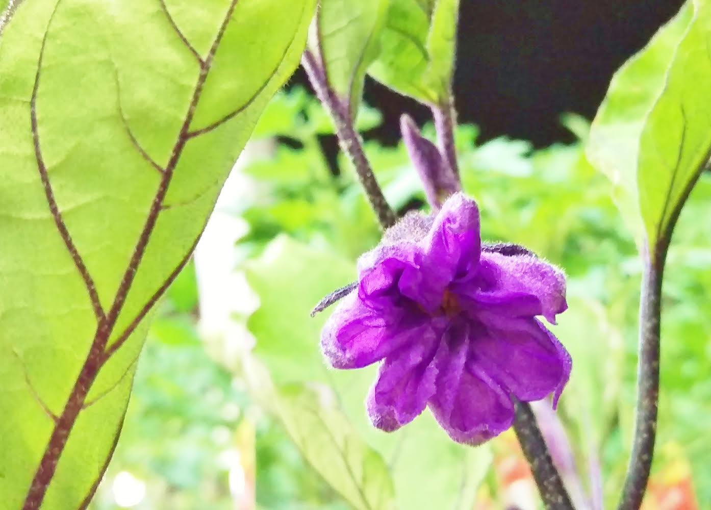 تويتر 花 على تويتر ナス 茄子 の由来 夏に採れるので 夏実 ナツミ がしだいに変化して ナスビ ナス になったとされる 今日の誕生花 ナス 茄子 花言葉 真実 8時 ﾅｽ 花散歩 ﾅｴ Tlを花でいっぱいにしよう T Co Gwe223vrby