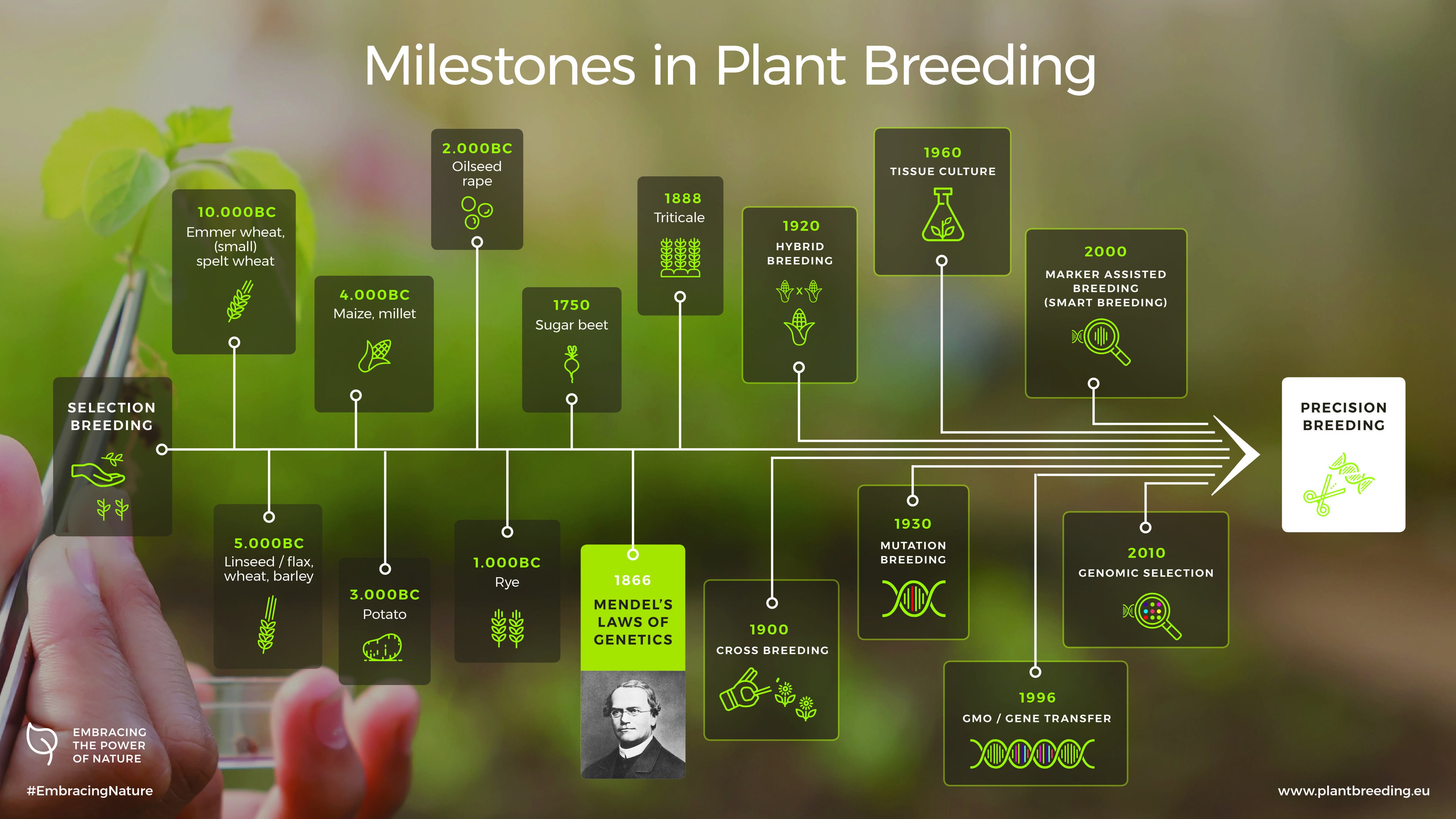 Вс плант. Plant breeding. Selective breeding of Plants. Оксифлурин Плант. Seed breeding.