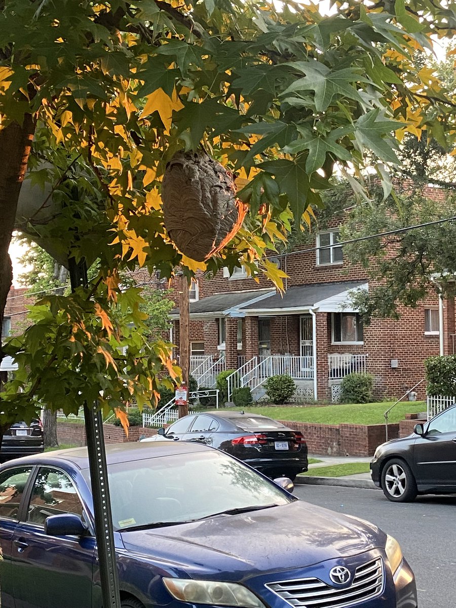 MonickamIAm's tweet photo. @311DCgov by any chance do you take care of wasp nests on the Main Street? This is right in front of 51 54th ST SE https://t.co/HEQFLDLkSH