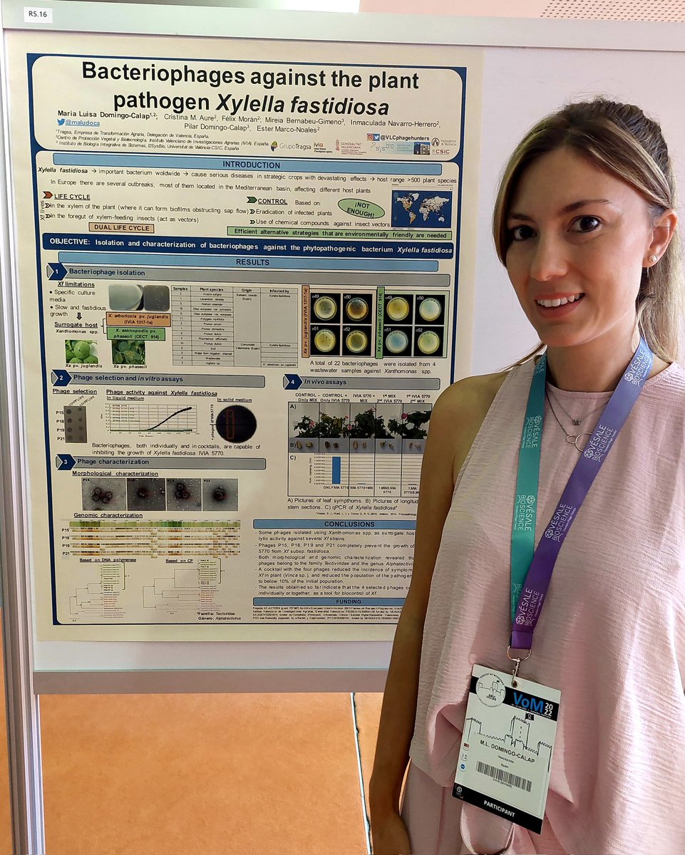 If you want to know more about the work that we are developing at @GVAivia and #EnBiVirLab @i2sysbio about bacteriophages against #xylellafastidiosa visit our poster at session 2, room 5, board 16. I look forward to seeing you all! @VoM_2022
